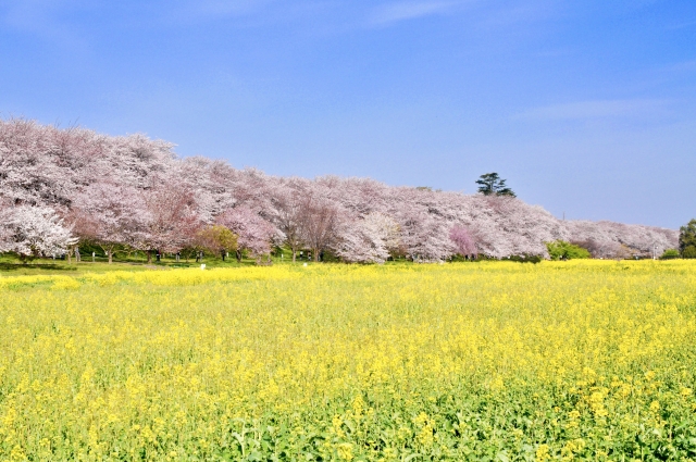 権現堂公園桜×菜の花